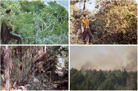 Example photos of landscapes representing Model B fuel complexes.