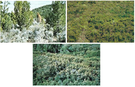 Example photos of landscapes representing Model F fuel complexes.