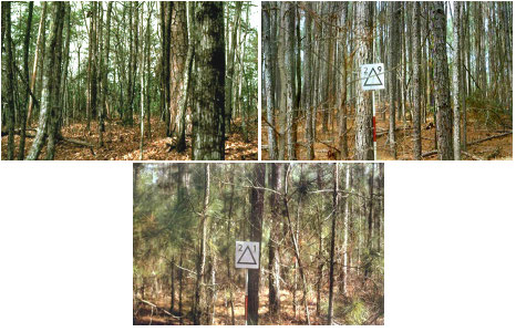 Example photos of landscapes representing Model P fuel complexes.