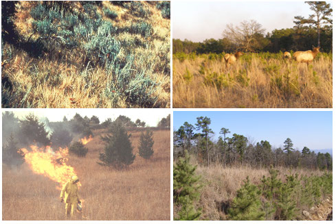 Example photos of landscapes representing Model T fuel complexes.